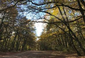 Bagno di Foresta (Shinrin-yoku) al Bosco di Manziana, proposta da Inspire