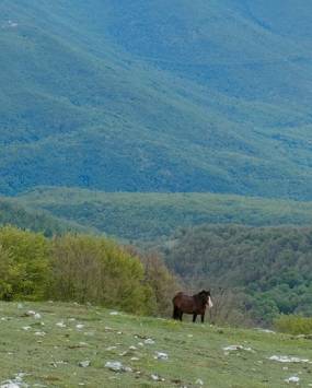 SULLE TRACCE DEL LUPO SUL MONTE PELLECCHIA, ATTIVITÀ PROPOSTA DA LAZIO OUTDOOR