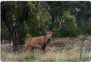 Weekend PNALM: il respiro del crepuscolo e il bramito dei Cervi con Strike Adventure